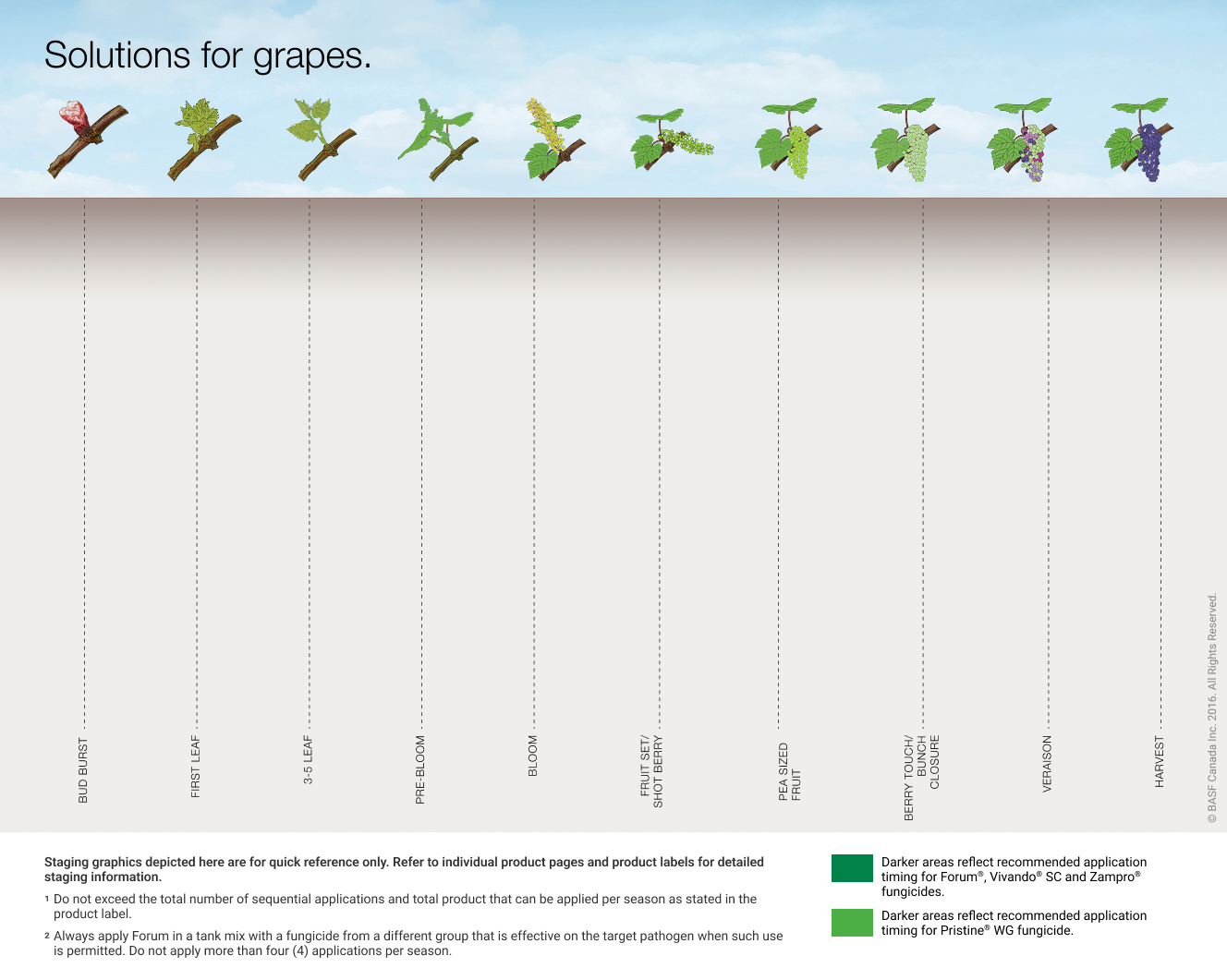 Grapes Chart